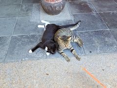 -龙华素斋(龙华路店)