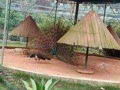 -广东茂名森林公园