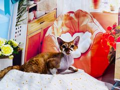 -爱洗澡的猫(望京店)