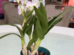 -寻味顺德·顺峰山庄(大良店)