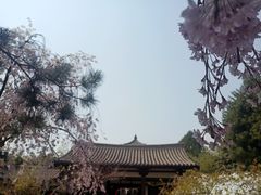 -西安青龙寺遗址景区
