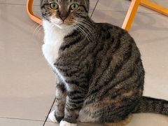 -平行世界·猫咖(首经贸店)