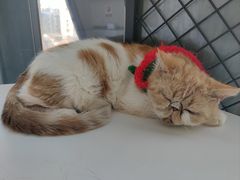 -怪兽屋·羊驼·猫咖·狗咖(俊华广场店)