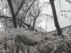 -桃花堤公园