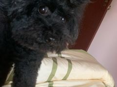 -Oh My Dog宠物沙龙(伊珊娜皮毛护理店)