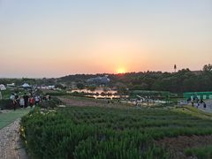 -大塘金香草谷