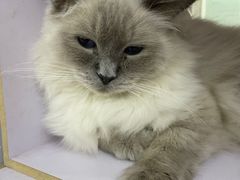 -喵的天空名猫咖啡馆·撸猫·猫舍·用品