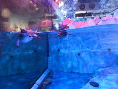 -芜湖新华联大白鲸海洋公园