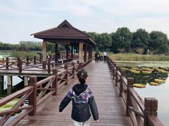 -荷塘月色湿地公园·向阳花洲