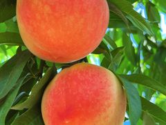 -南汇新场正宗水蜜桃采摘