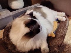 -白兔子密室(长寿路店)