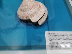 -青岛贝壳博物馆