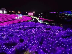 -大塘金香草谷