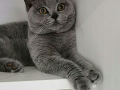 -东方名猫馆·英短金渐层布偶猫舍(环线广场1号楼店)