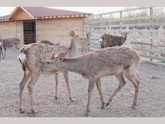 -安德鲁户外烧烤帐篷营地(马泉营店)