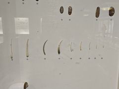 -青岛贝壳博物馆