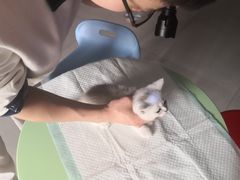 -柚子猫舍·精品猫舍购猫·猫咪认养·购宠·宠物店