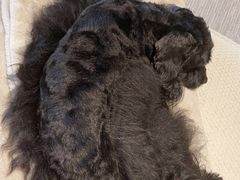 -佐罗家宠物馆·猫文化馆(紫霞路店)