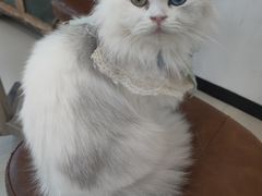 -共舞时光猫咖·狗咖(新街口店)