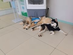 -怪兽屋·羊驼·猫咖·狗咖(俊华广场店)