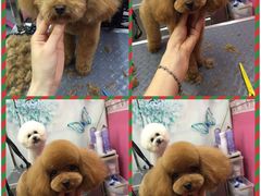 -爱宠屋pet shop·宠物洗澡·宠物美容