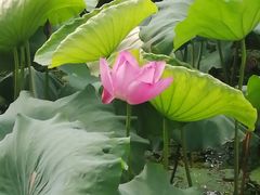 -西湖外事游船(花港观鱼码头)