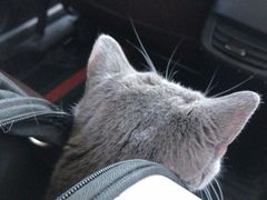 -中农国际动物医院24小时·猫科·骨科·急重症中心