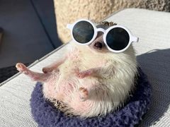 -爱侣宠医·鹦鹉专科·小型哺乳类·异宠专科(灵石路店)