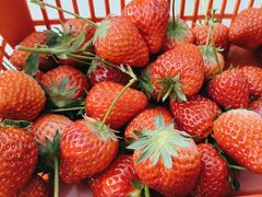-大自然农场蔬菜草莓采摘园