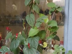 -新疆狼爷烤肉(宋庄店)