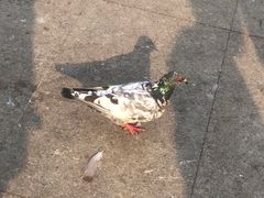 -玄武湖景区-情侣园游乐场