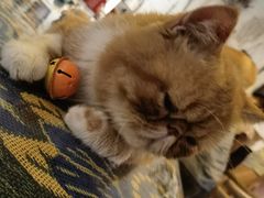 -平行世界·猫咖(首经贸店)