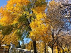 -三里屯东五街银杏大道