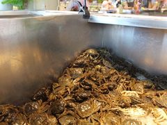 -凯悦·东方公主号 全球海鲜自助餐厅(凯丹广场店)