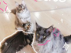 -十年猫舍·猫咪专门店(普陀店)
