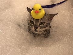 -PETKIT小佩宠物(古北店)