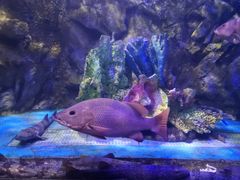 -太平洋海底世界