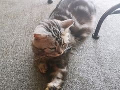 -喵店&猫咖