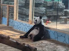 -西霞口神雕山野生动物世界