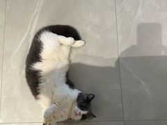 -瑞鹏宠物医院·骨科·猫科·内科(第一中心)