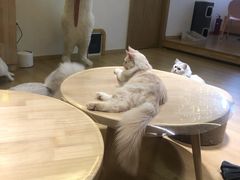 -猫腻·猫咖·撸猫馆(星光大道店)