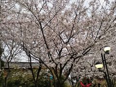-堤角公园