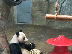 -深圳野生动物园