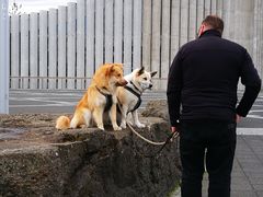 -哈尔格林姆教堂