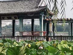 -莲花池公园