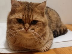 -北京赛佳动物医院