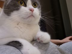 小葱-Catmate·猫肥家润(金润铂宫店)