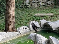 -原山国家森林公园