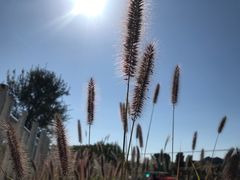 -北京东方普罗旺斯薰衣草庄园