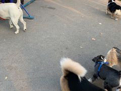 -景田北六街公园宠物主题园